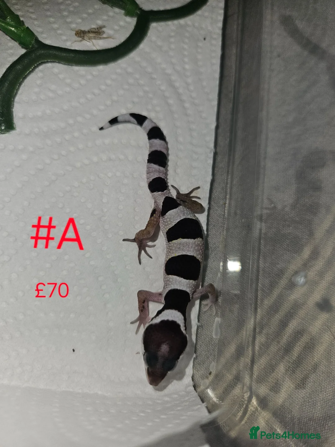 Leopard Gecko reptiles for sale: Leopard Geckos  - Advert 1