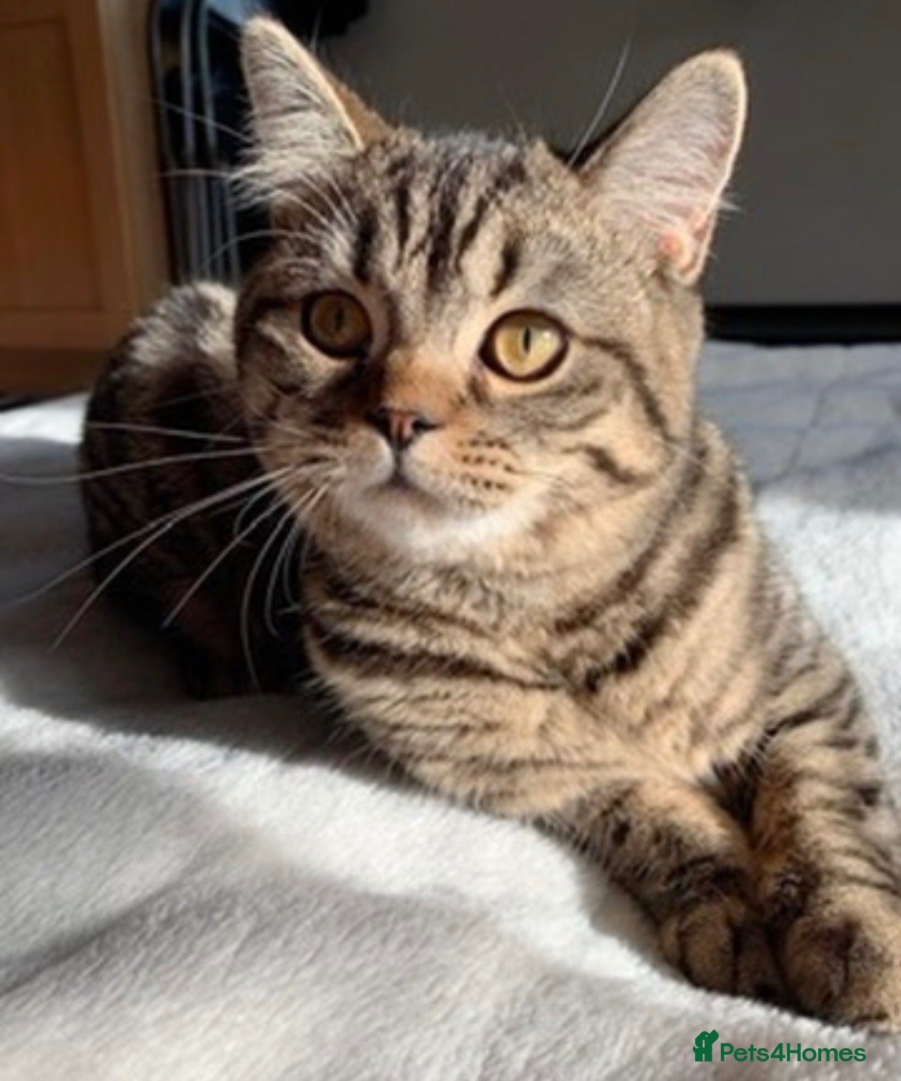 British Shorthair cats British shorthair chocolate girl - Advert 3