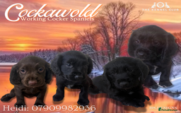 Cocker Spaniel dogs for sale: 🖤 Quality Cocker Spaniels 🖤 Ready Now 🖤 - Image 1