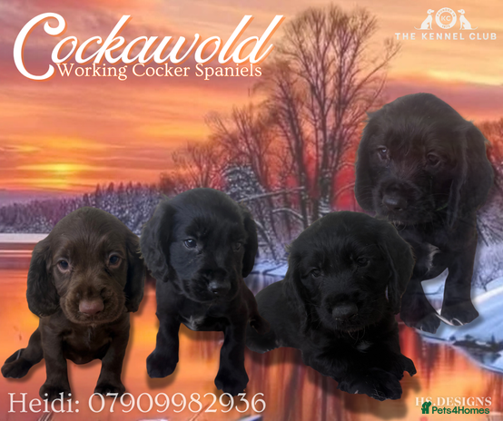 Cocker Spaniel dogs - Advert 1