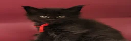 Maine Coon cats for sale: 🔥Gorgeous Maine Coons Available🔥 - Advert 19