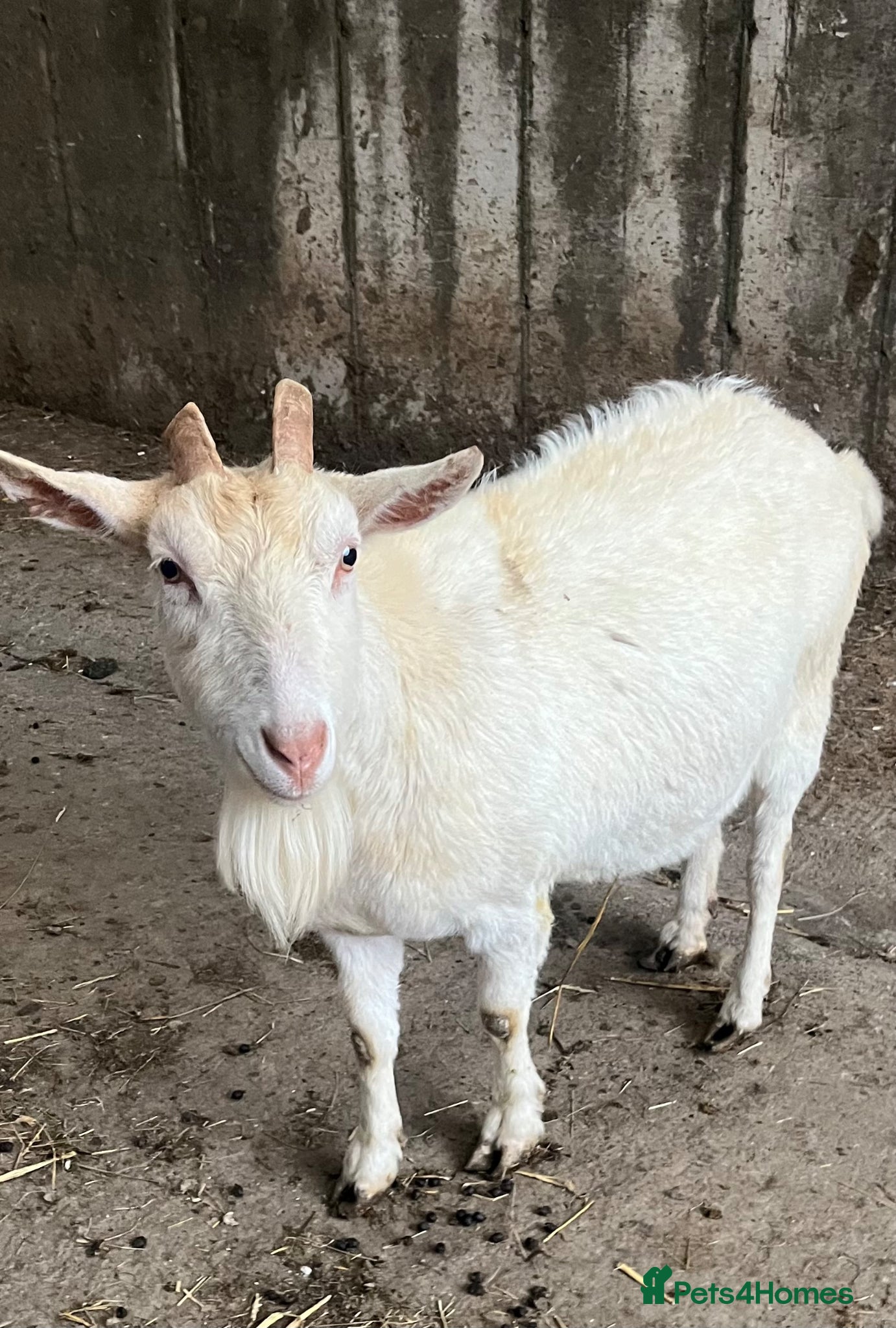 Goats livestock Beautiful Sannen female Goats - Advert 8