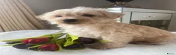 Westiepoo dogs for sale: Westypoos in Northallerton - Advert 13
