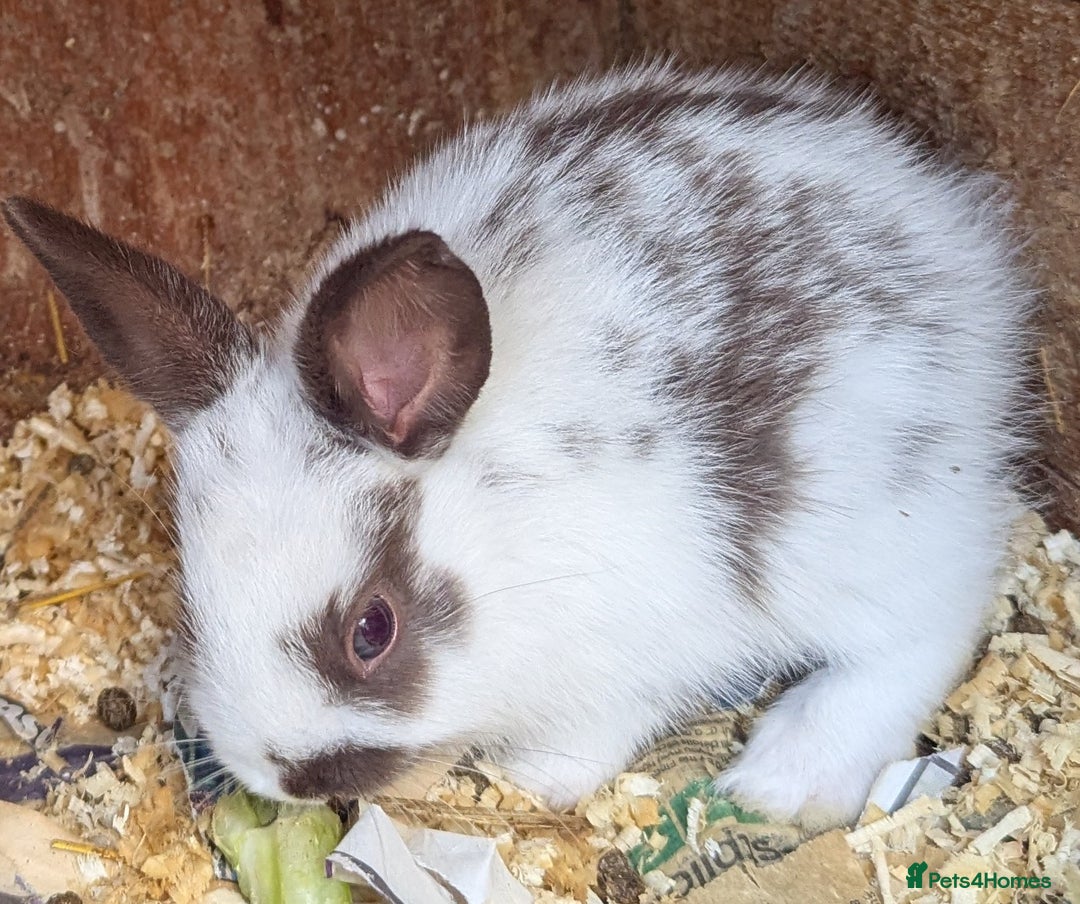 Rex rabbits for sale: Stunning baby rabbits - Image 3