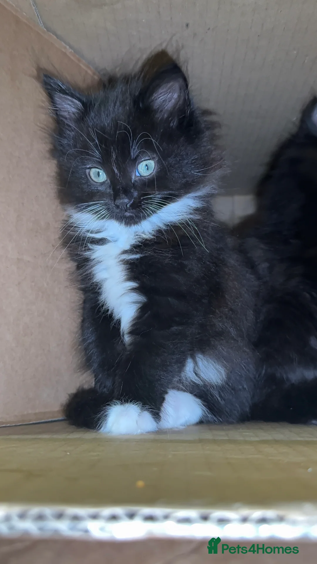 Mixed Breed cats for sale: 4 Beautiful Tuxedo Kittens (3 Long haired) <3 - Advert 10