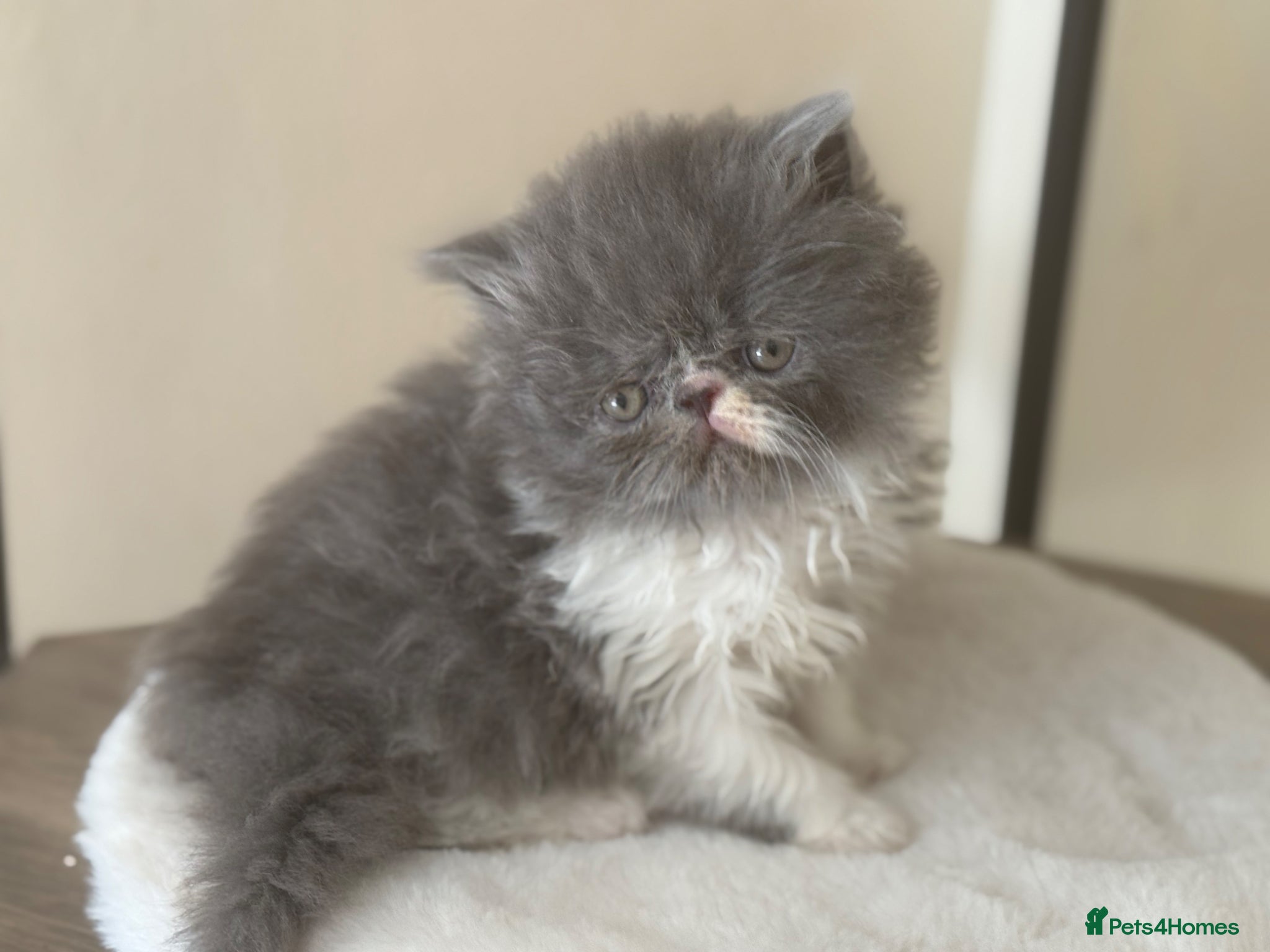 Persian cats GCCF registered Persian boy 💙 - Advert 2