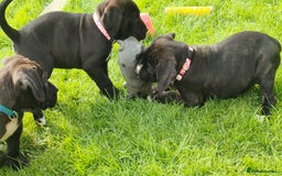 Mixed Breed dogs for sale: Cane Corso x Puppies  - Image 12