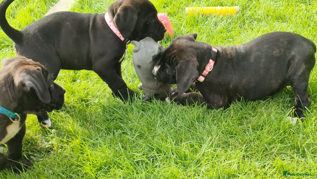 Mixed Breed dogs for sale: Cane Corso x Puppies  - Image 12