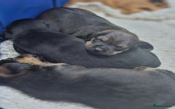 Mixed Breed dogs for sale: Small breed puppies Isle Of Anglesey - Image 5