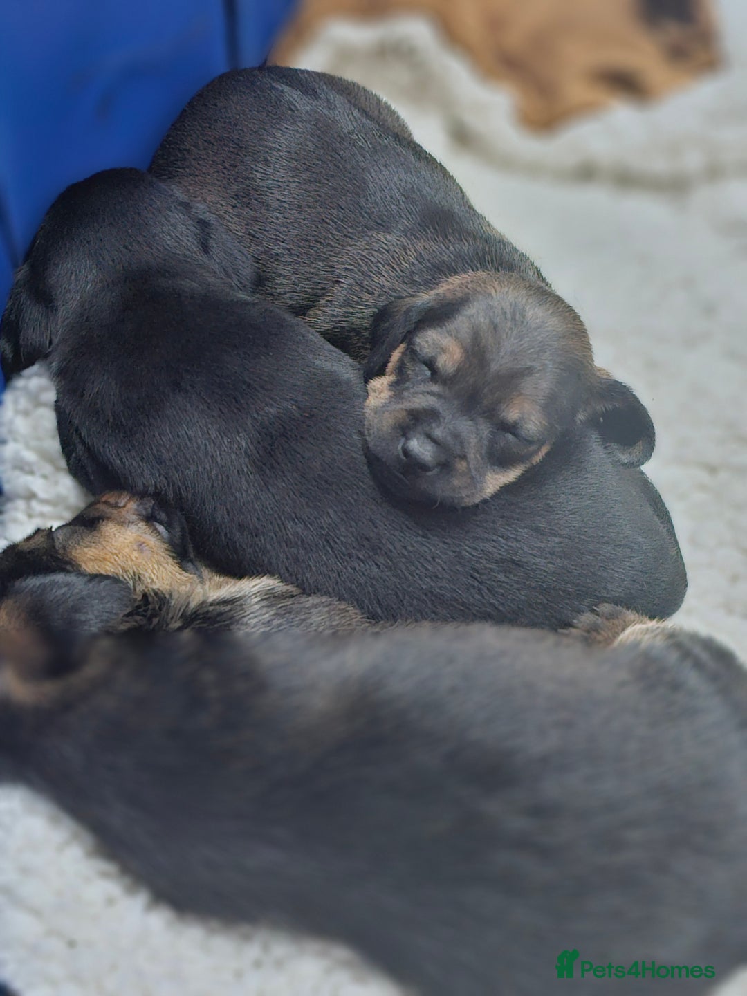 Mixed Breed dogs for sale: Small breed puppies Isle Of Anglesey - Image 5