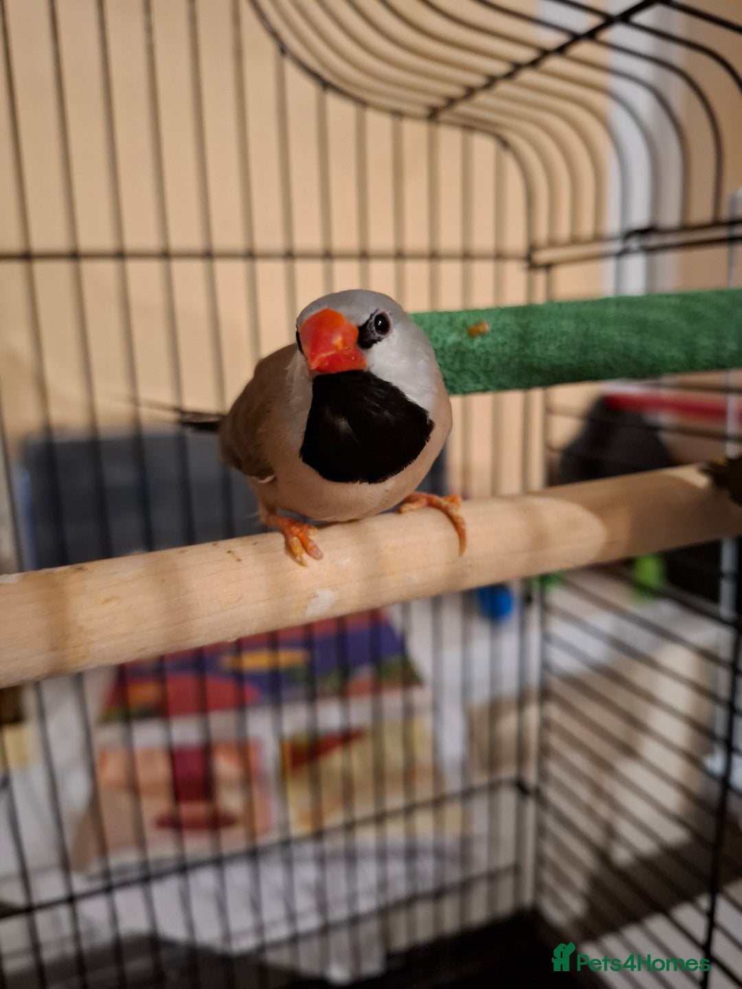 Finches birds for sale: Australian Black head finches  - Advert 5
