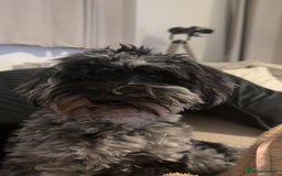 Cockapoo dogs for sale: Miniature Cockapoo - Advert 6