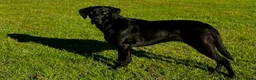 Labrador Retriever dogs for sale: Beautiful Lab puppies, wonderful working/family.  in Newbury - Advert 2