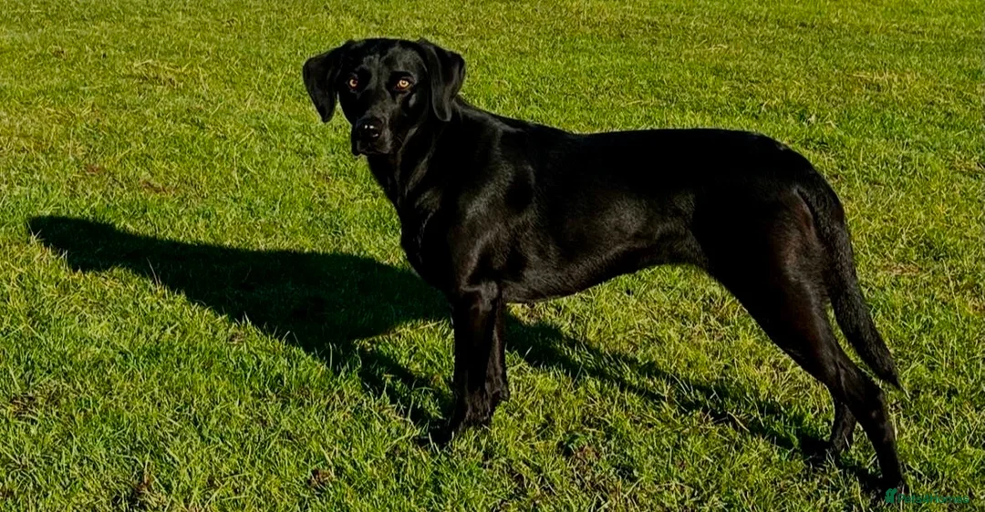 Labrador Retriever dogs for sale: Beautiful Lab puppies, wonderful working/family.  in Newbury - Advert 2