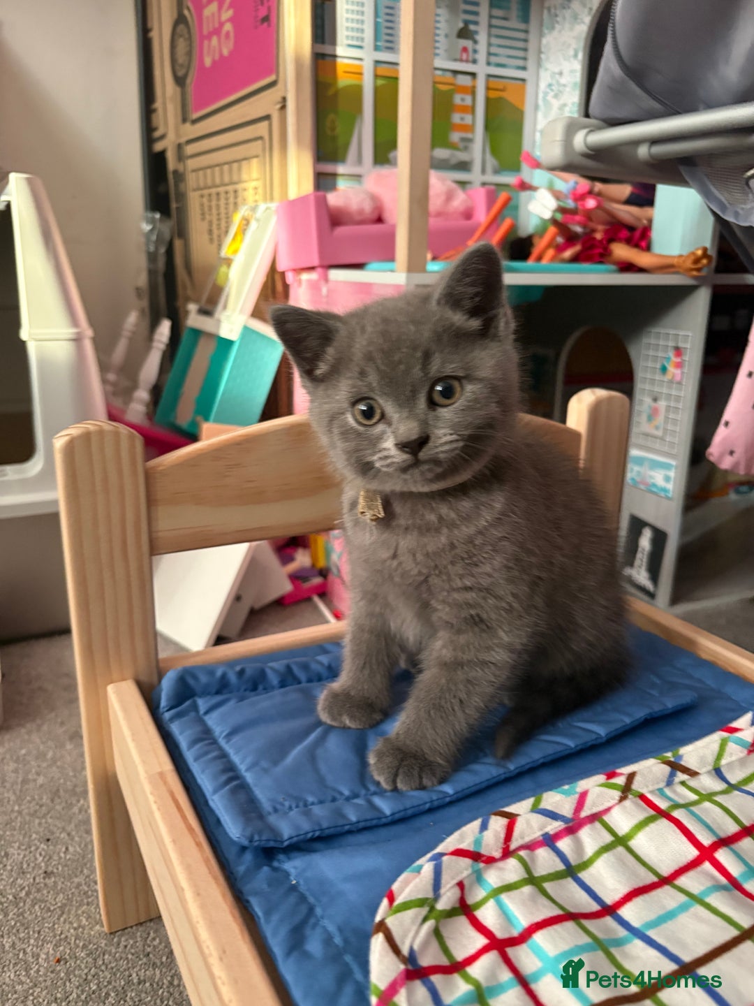 British Shorthair cats for sale: Blue British Shorthair  - Advert 3