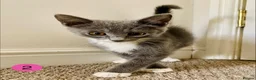 Mixed Breed cats for sale: RagdollCross X Domestic Shorthair - Advert 4