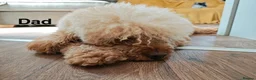 Schnoodle dogs for sale: Beautiful F1 Schnoodle Puppies - Advert 13
