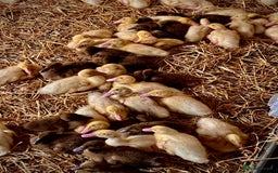 Ducks poultry for sale: Female Ducklings For Sale - Image 2