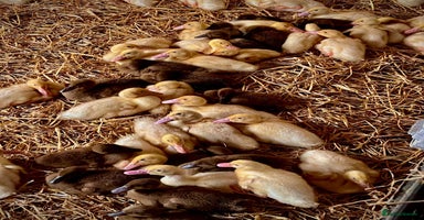 Ducks poultry - Advert 2
