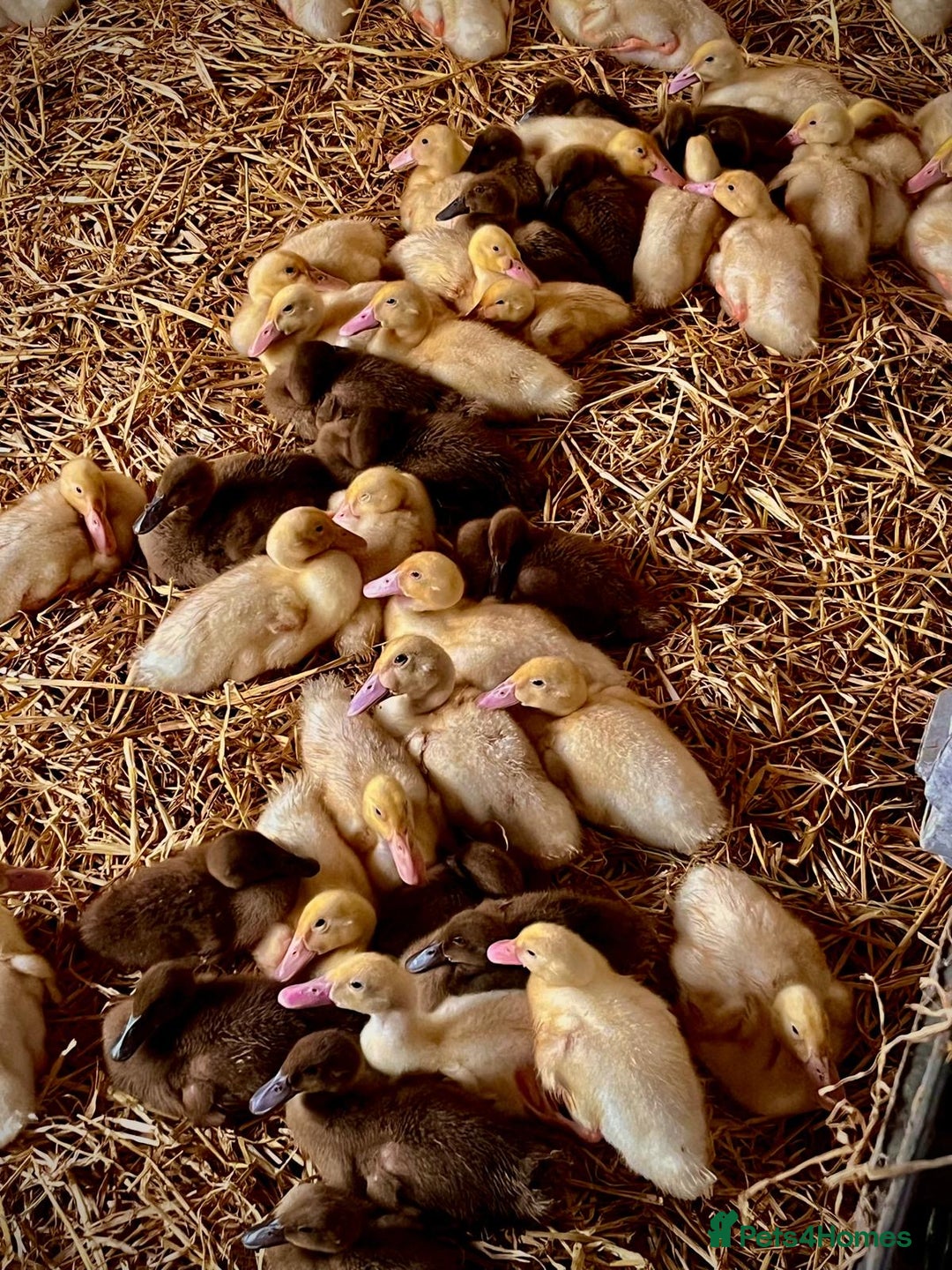 Ducks poultry for sale: Female Ducklings For Sale - Image 2