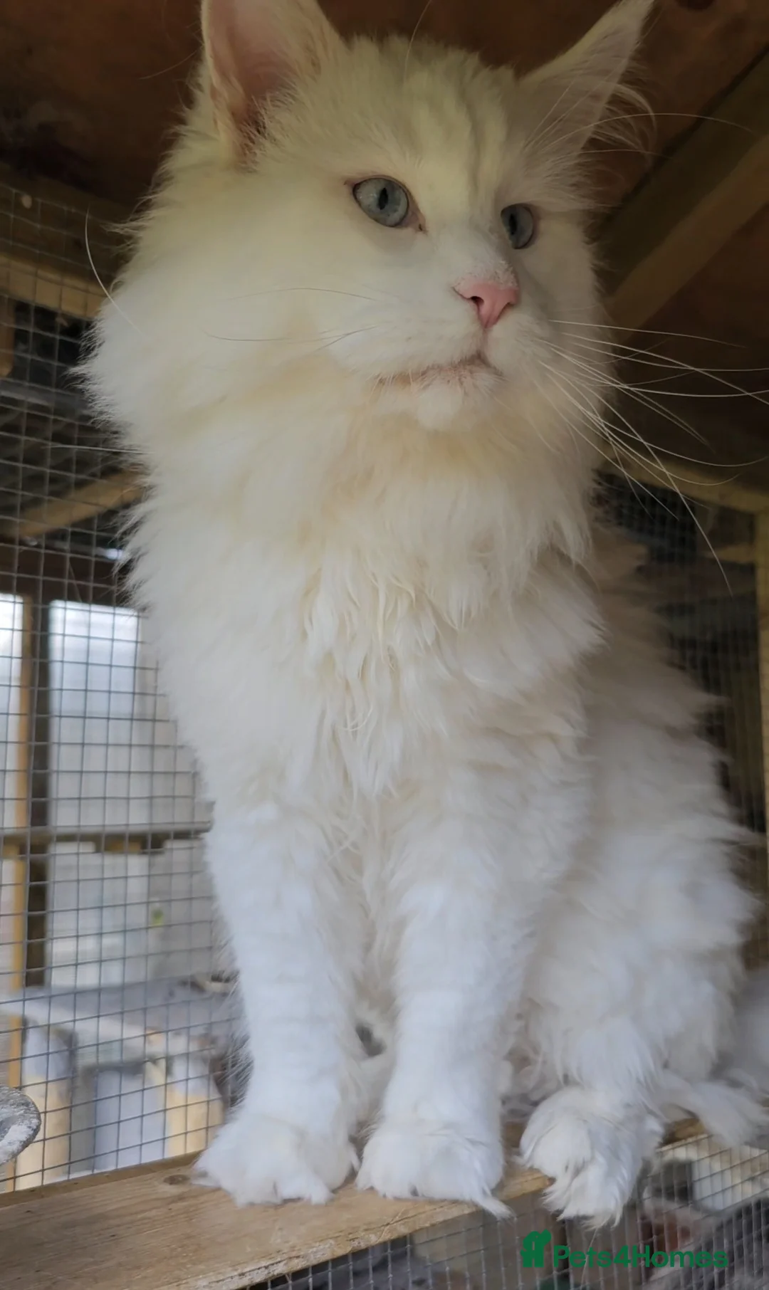 Maine Coon cats for sale: Ready to leave now TICA maine coon female - Advert 5