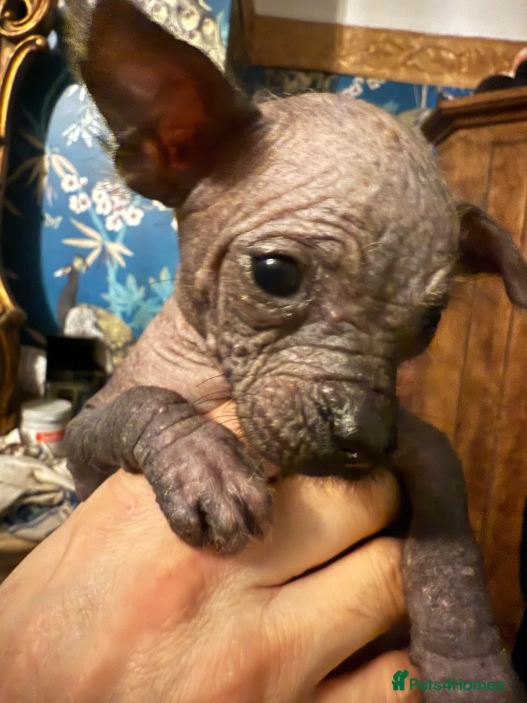 Chinese Crested dogs for sale: Chinese Crested Puppies  - Advert 11