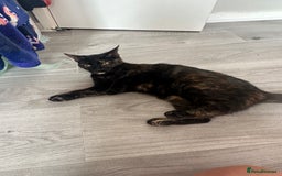 Mixed Breed cats for sale: Female domestic cat for sale - Image 5