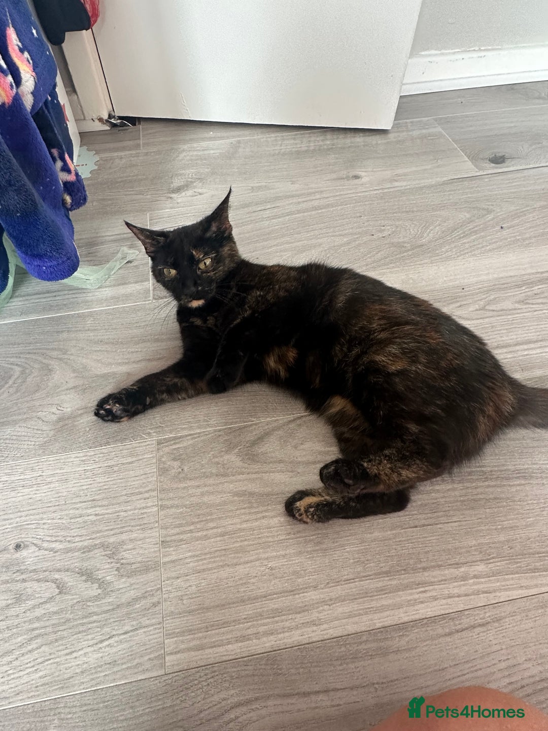 Mixed Breed cats for sale: Female domestic cat for sale - Image 5