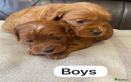 Cavapoo dogs for sale: Cavapoo Puppies F1 - Image 2