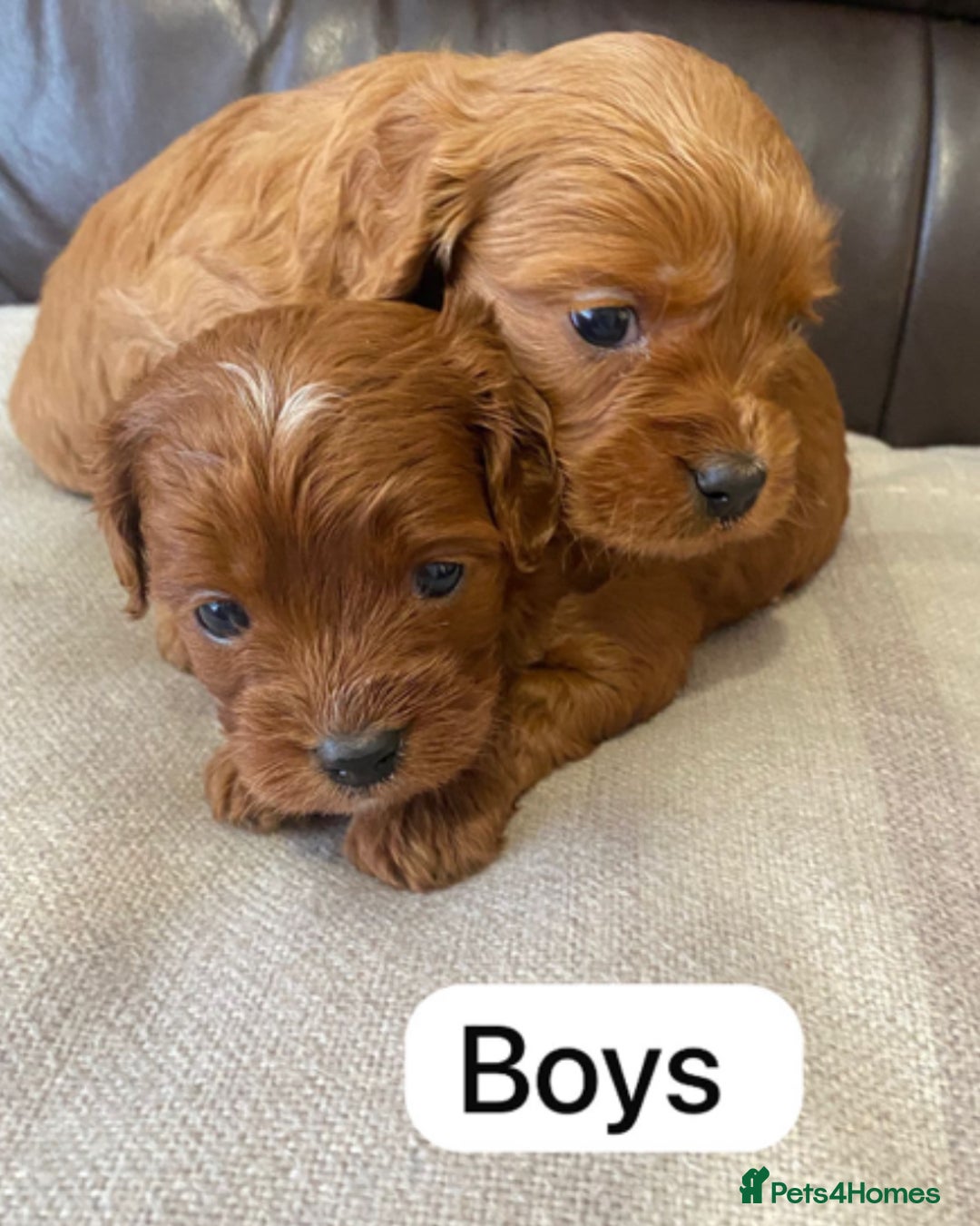 Cavapoo dogs for sale: Cavapoo Puppies F1 - Image 2
