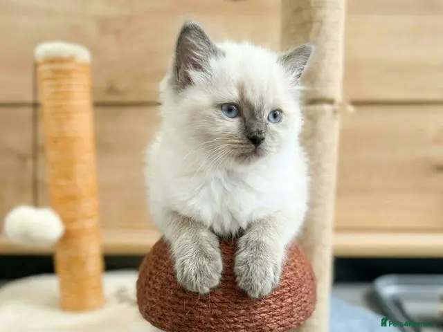 Ragdoll cats for sale: Beautifull chunky Ragdoll kittens - Advert 2