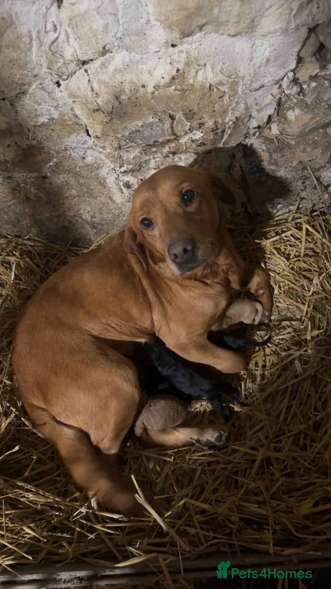 Mixed Breed dogs for sale: Fox red Labrador cross kelpie pups in Bathgate - Advert 2