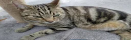 Bengal cats for sale: Simba Gorgeous Bengal boy - Advert 5