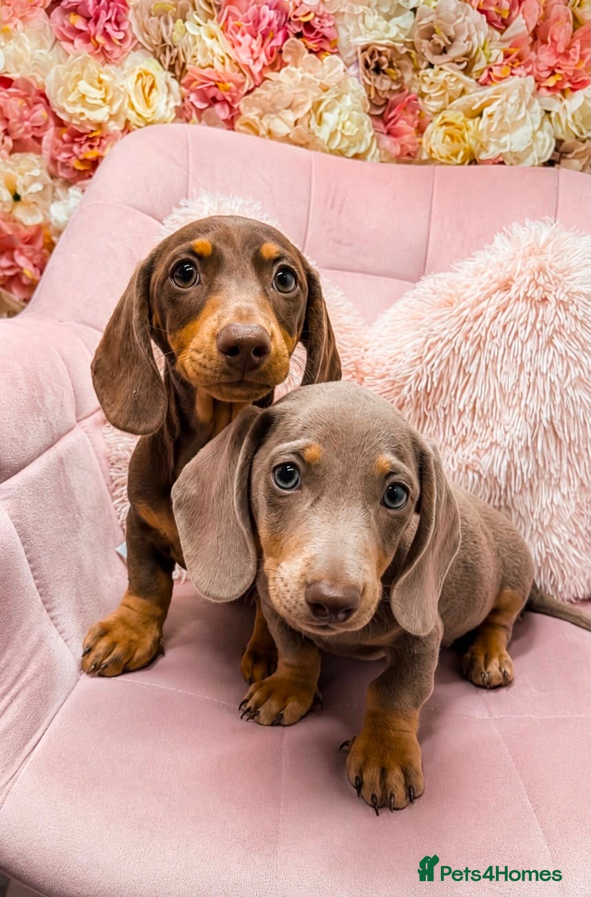 Miniature Dachshund dogs Beautiful Miniature Dachshund KC Registered  - Advert 5