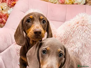 Miniature Dachshund dogs Beautiful Miniature Dachshund KC Registered - Advert 5