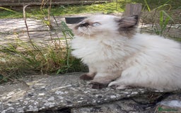 Persian cats for sale: Persian kitten female  - Image 3