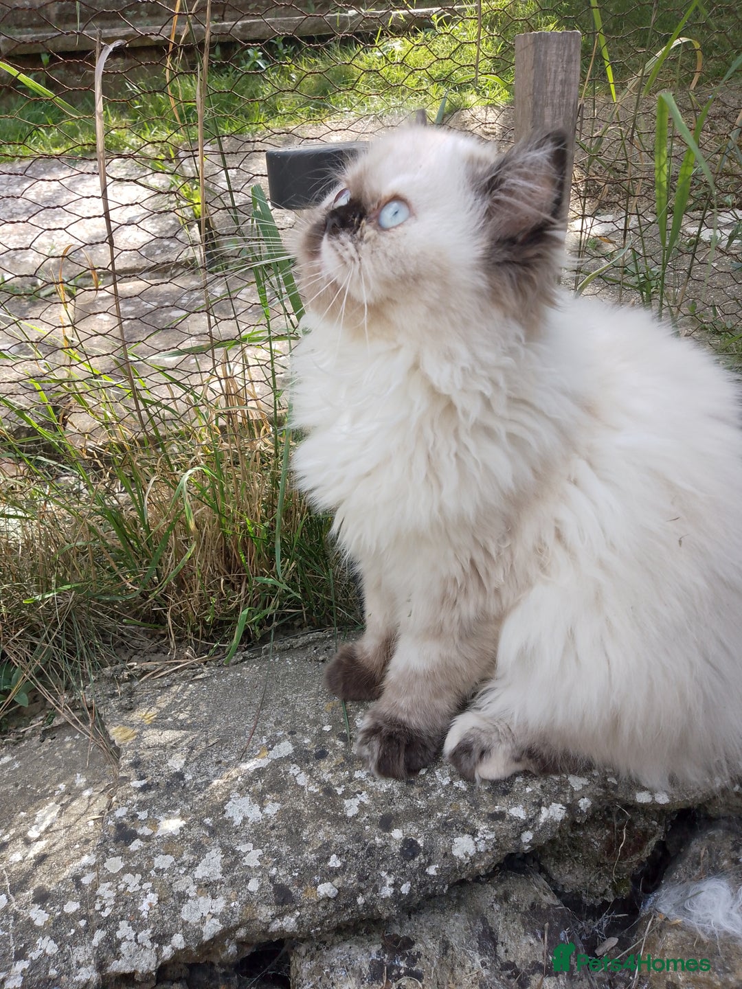 Persian cats for sale: Persian kitten female  - Image 3