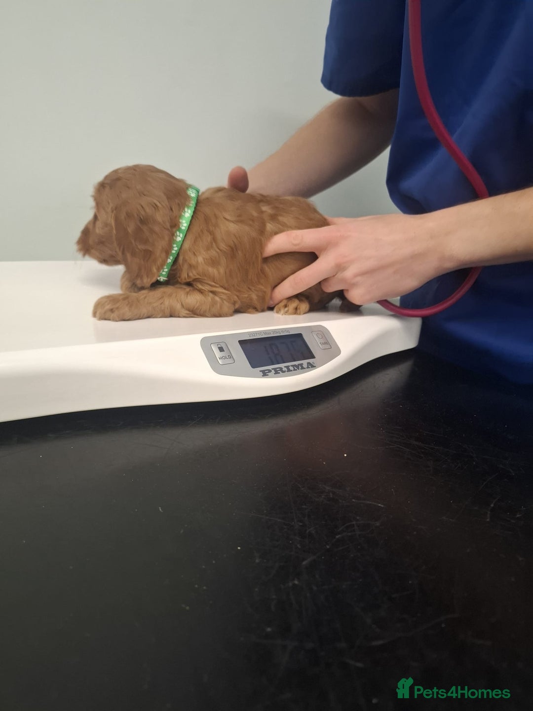 Cockapoo dogs for sale: Red cockerpoo pups  - Advert 10