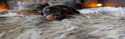 Dachshund dogs for sale: LET DOWN ON LAST PUPPY DACHSHUND  - Advert 22