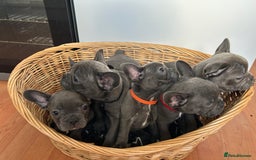 French Bulldog dogs for sale: Solid Blue French Bulldog  - Image 36