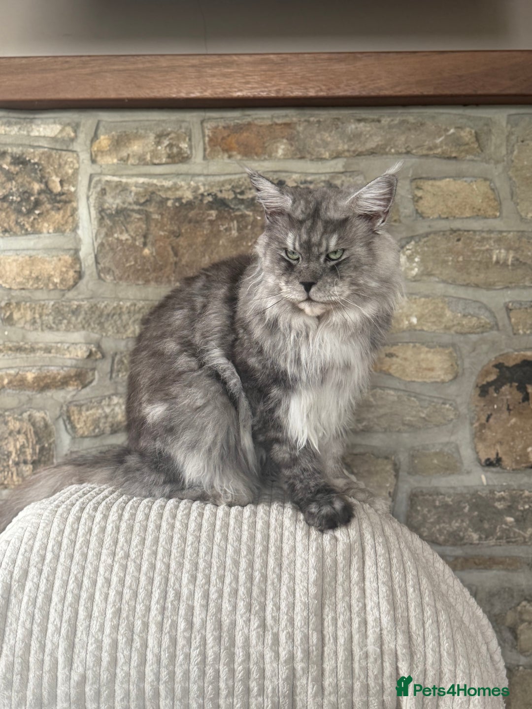 Maine Coon cats for stud: Three HANDSOME Maine Coon Studs! - Advert 8