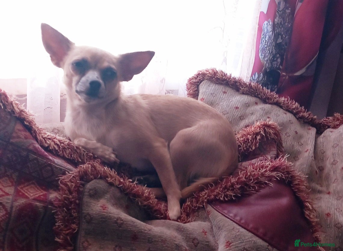 Chihuahua dogs barnsley  - Advert 19