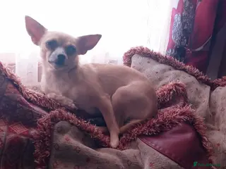 Chihuahua dogs barnsley - Advert 12