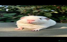 Guinea Pig rodents for sale: 2 pairs and Kavee cage - Image 4