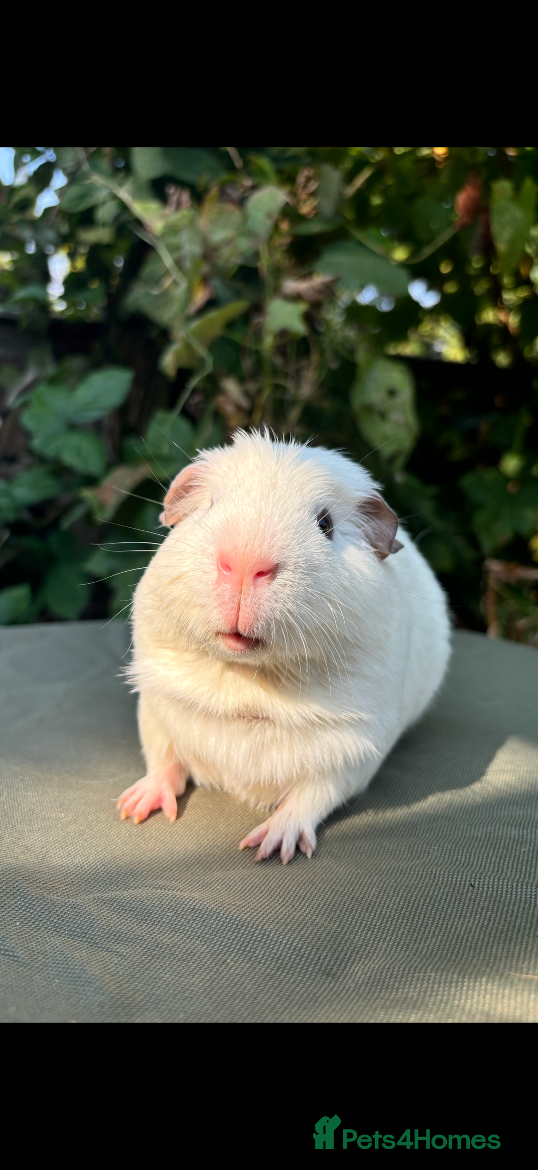 Guinea Pig rodents for sale: 2 pairs and Kavee cage - Image 4