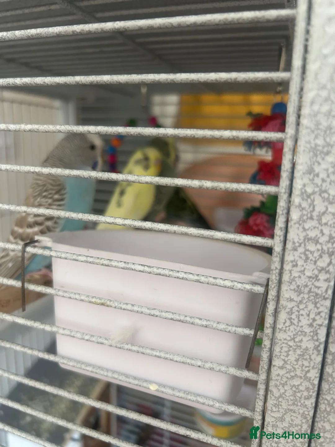 Budgerigars birds for sale: 2 male and 2 female budgies with large grey cage  in Swindon - Advert 2