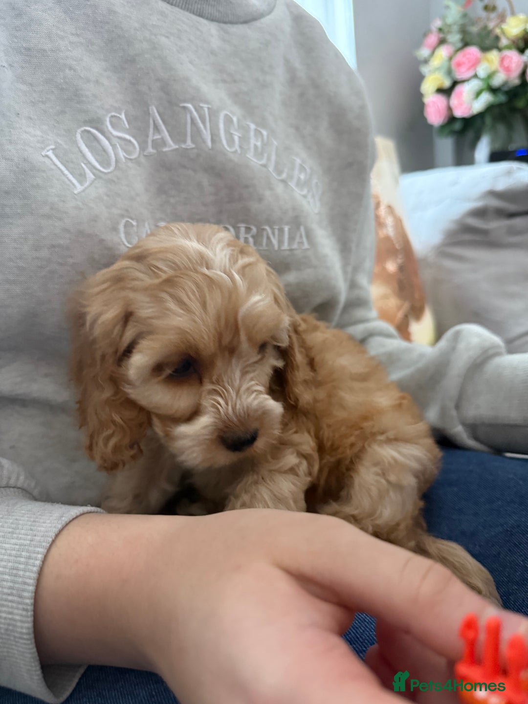 Cockapoo dogs for sale: F1 Cockapoo puppy  - Advert 9