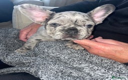 French Bulldog dogs for sale: Only 2 boys left!! KC frenchies carrying fluffy  - Image 4