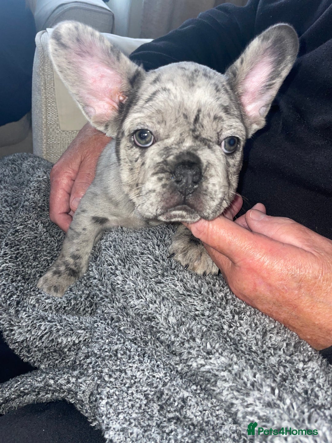 French Bulldog dogs for sale: Only 2 boys left!! KC frenchies carrying fluffy  - Image 4