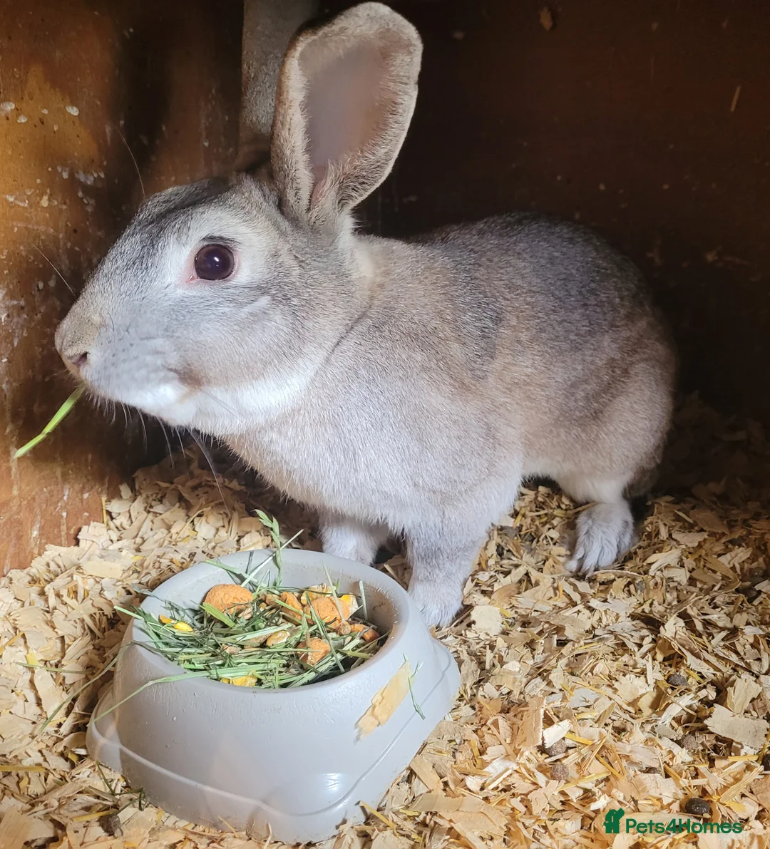 Belgian Hares rabbits for sale: 'Buddy' Chinchilla Belgian Hare buck - Advert 2